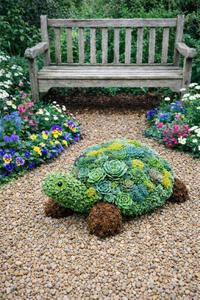 Sat Apr 18 Succulent Turtle 260418131